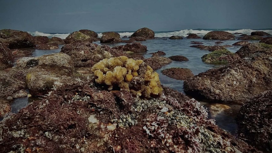 地震後，珊瑚的現狀(另開新視窗/jpg檔)圖片